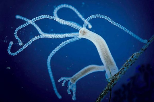 Кракен маркет даркнет только через